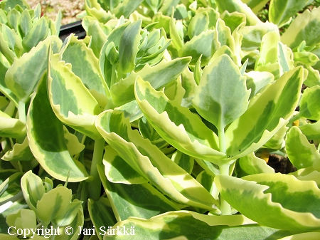 Hylotelephium mottramianum Lajos Autumn Charm tarhaisomaksaruoho